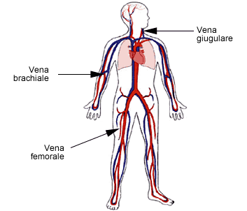 Vein Access Sites